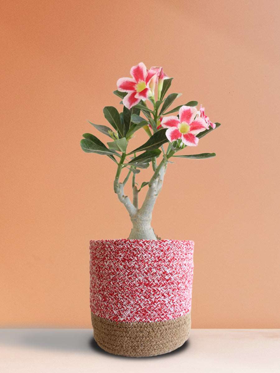 Buy Adenium Desert Rose Plant Online | Large Adenium Plant by Greenkin