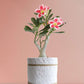 Shop Adenium Desert Rose Online in Eco-friendly White Pot