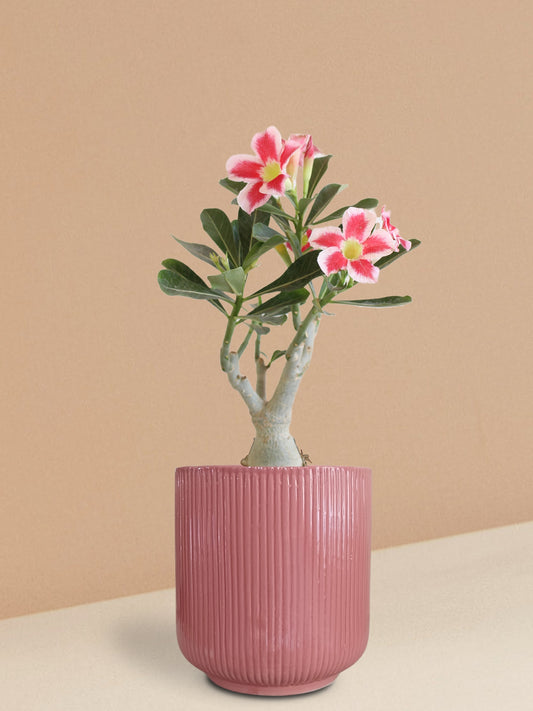 Adenium Desert Rose Plant in Ceramic Pot (Large)