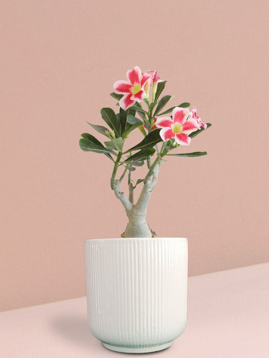 Adenium Desert Rose Plant in Ceramic Pot (Large)