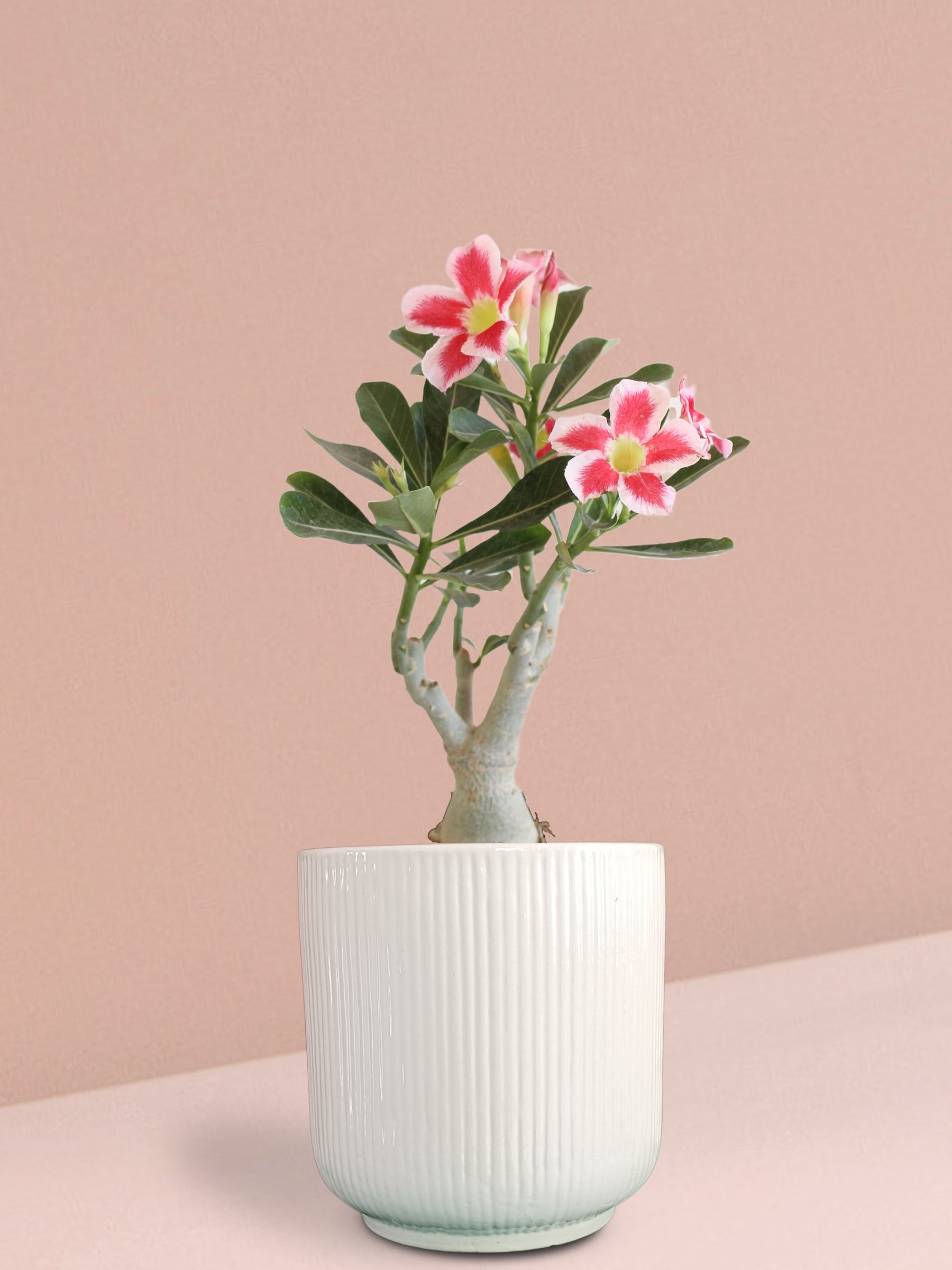 desert rose plant pot size Adenium Desert Rose Plant in Ceramic Pot (Large)
