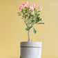 Shop beautiful flowering indoor plant Adenium desert rose in premium jute planters online