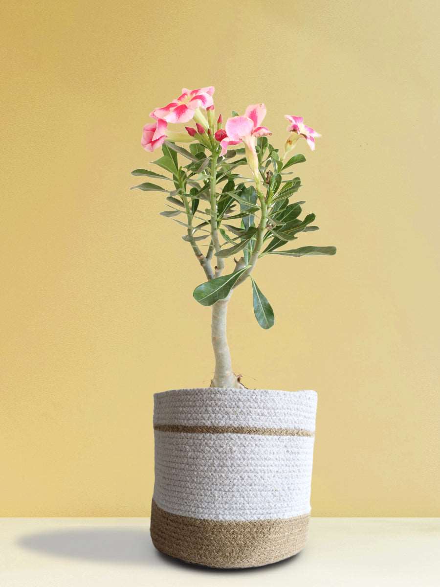 Shop beautiful flowering indoor plant Adenium desert rose in premium jute planters online