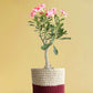 Buy Beautiful  large indoor plant Adenium desert rose in premium red knitted planters in India 