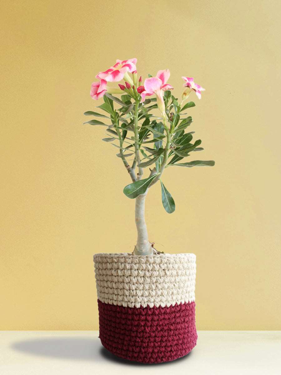 Buy Beautiful  large indoor plant Adenium desert rose in premium red knitted planters in India 