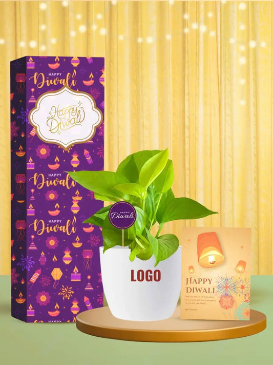 affordable potted plants for diwali office gifting