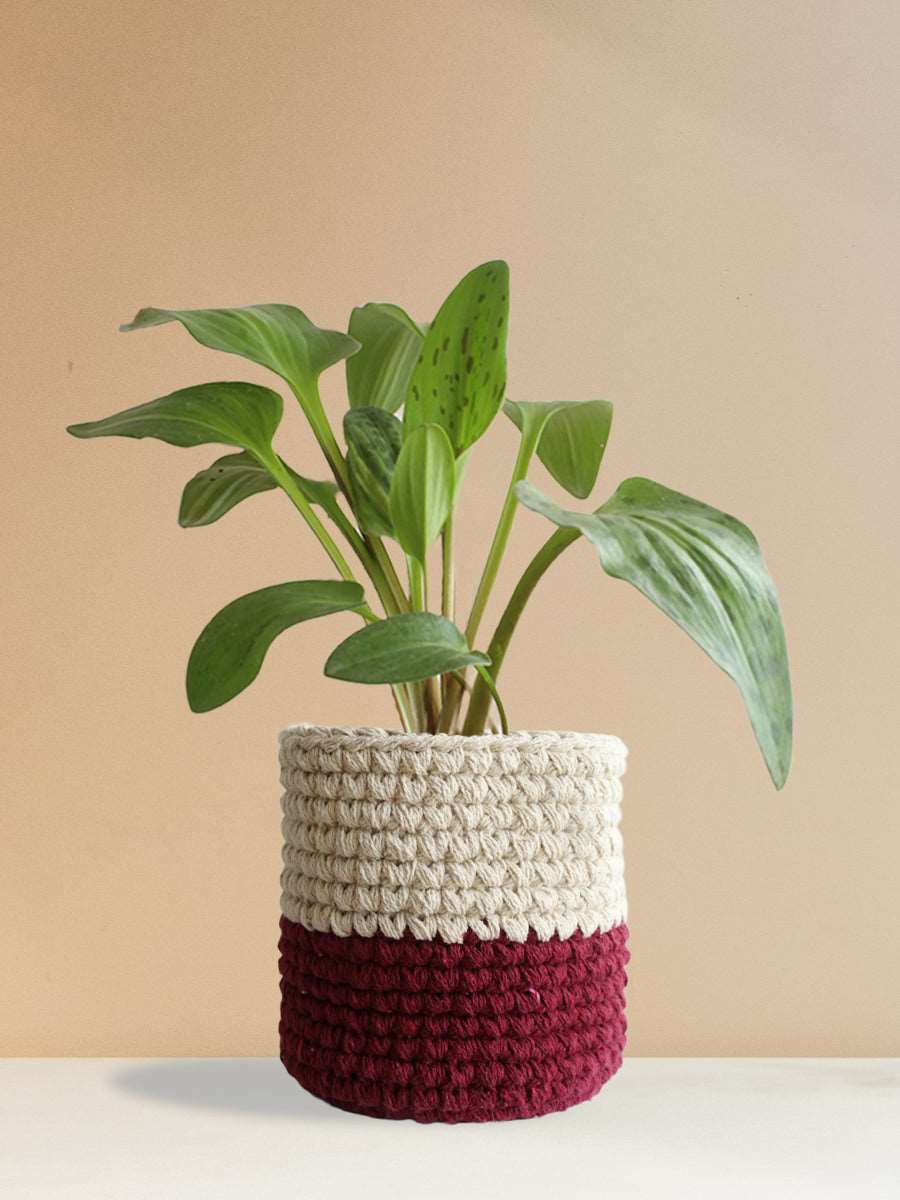 shop rare indoor plant african hosta in knitted cotton planter in India