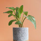 shop beautiful houseplant african hosta in premium grey cotton pot online 