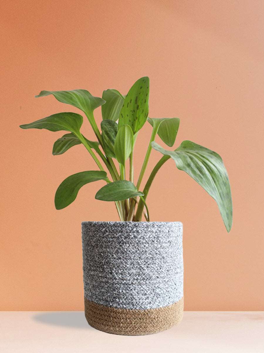 shop beautiful houseplant african hosta in premium grey cotton pot online 