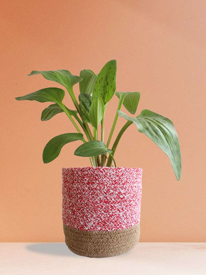 Buy large indoor plant african hosta in pink eco friendly cotton planter online