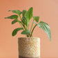 Gift beautiful indoor plant african hosta in aesthetic yellow cotton planter in India