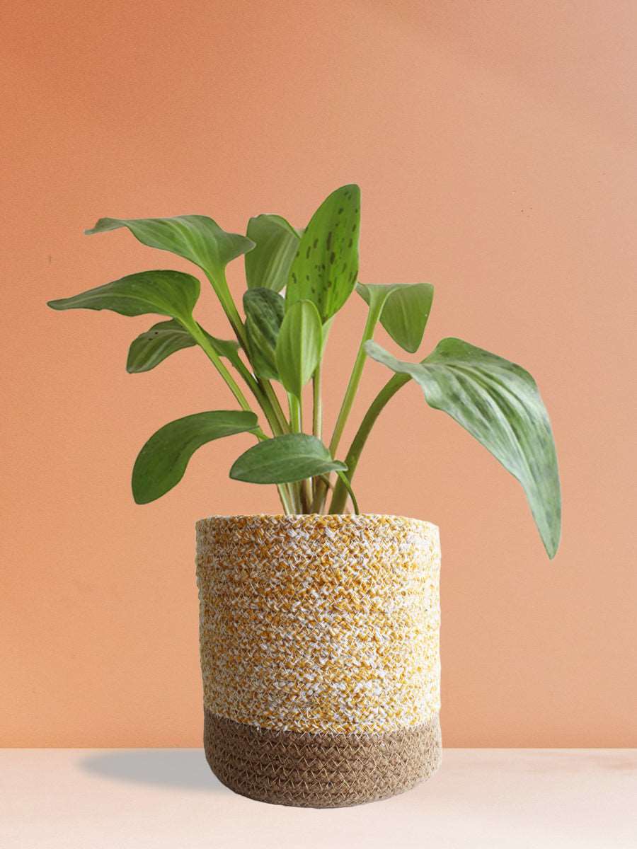 Gift beautiful indoor plant african hosta in aesthetic yellow cotton planter in India