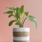 Buy large green indoor plant african hosta in eco friendly brown jute planter in India
