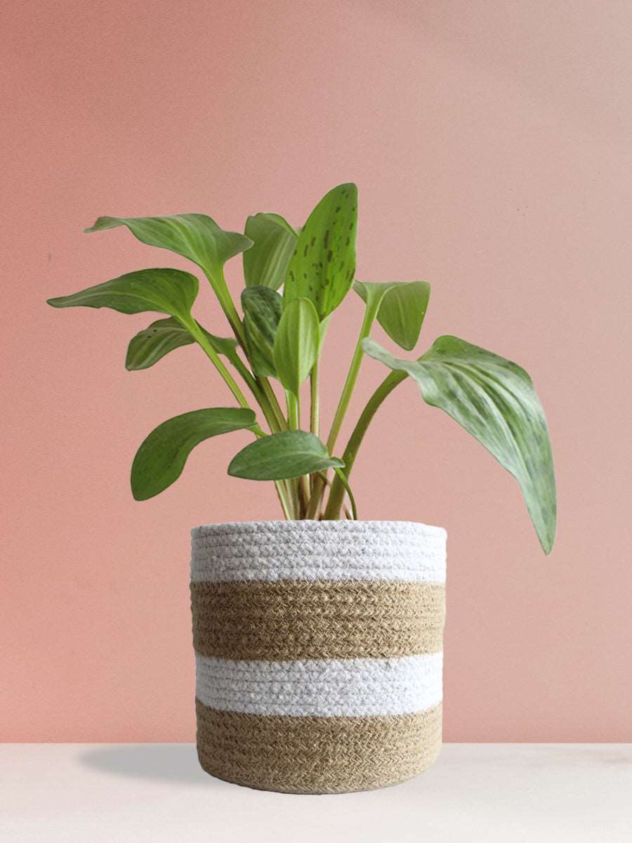 Buy large green indoor plant african hosta in eco friendly brown jute planter in India