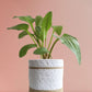 Gift rare houseplant african hosta in eco friendly jute white planter in India