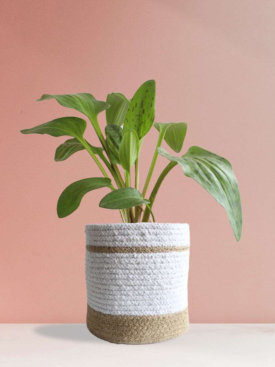 Gift rare houseplant african hosta in eco friendly jute white planter in India