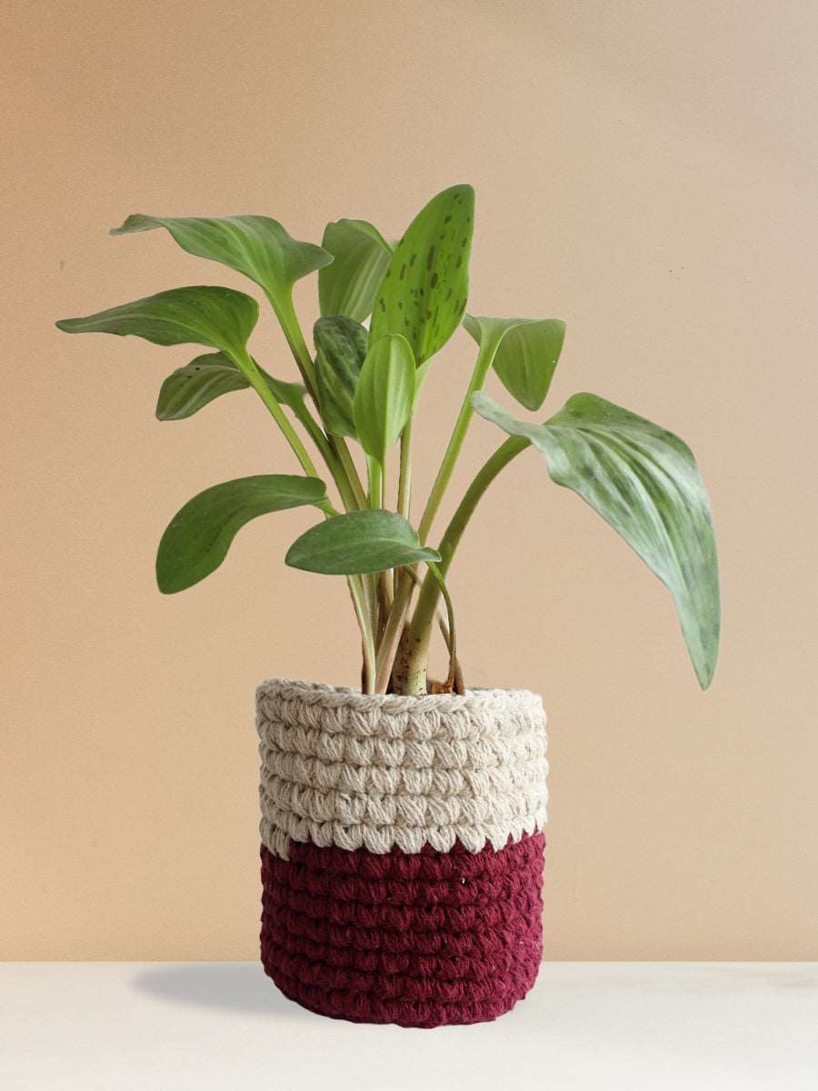 Gift rare lush green african hosta in red cotton planter online 