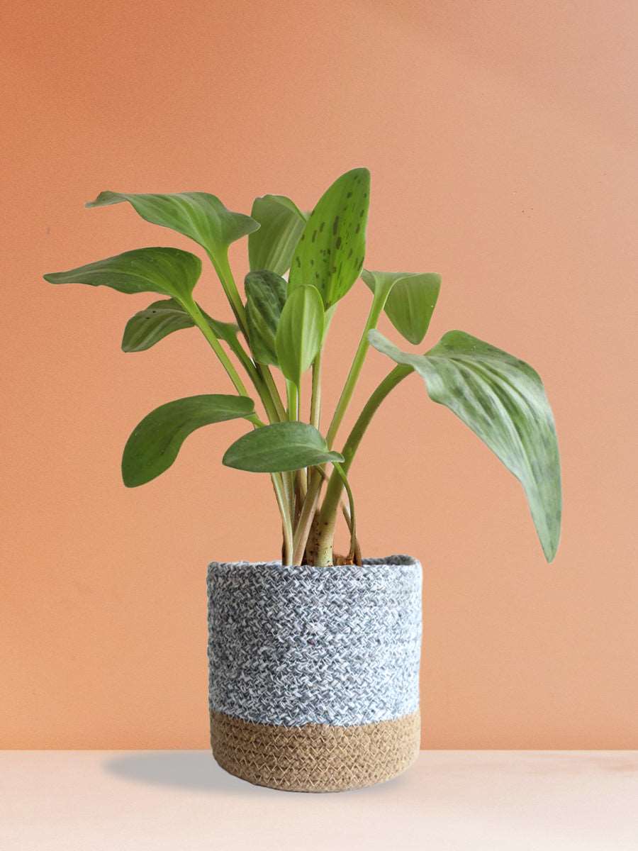 Buy beautiful indoor plant african hosta in Premium grey cotton planter in India