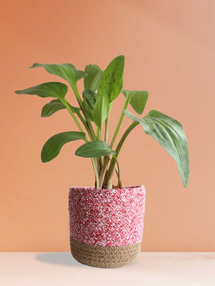 Buy bright green plant african hosta in pink cotton planter online 