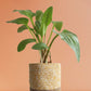 shop medium rare plant african hosta in premium yellow cotton pot in India