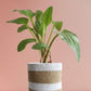 shop medium green indoor plant african hosta in eco friendly brown pot online 