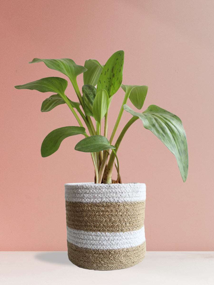shop medium green indoor plant african hosta in eco friendly brown pot online 