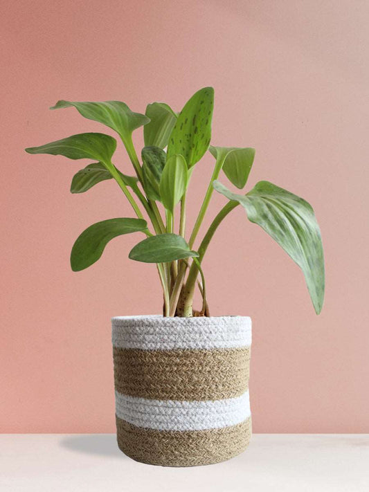 shop medium green indoor plant african hosta in eco friendly brown pot online