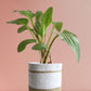 Gift rare beautiful  houseplant african hosta in eco friendly white jute planter in India