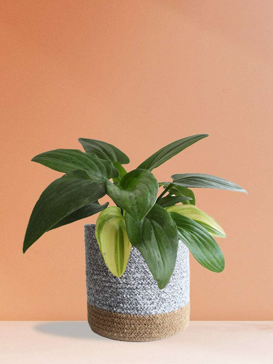 Shop rare indoor plant African hosta in premium grey cotton planter online 