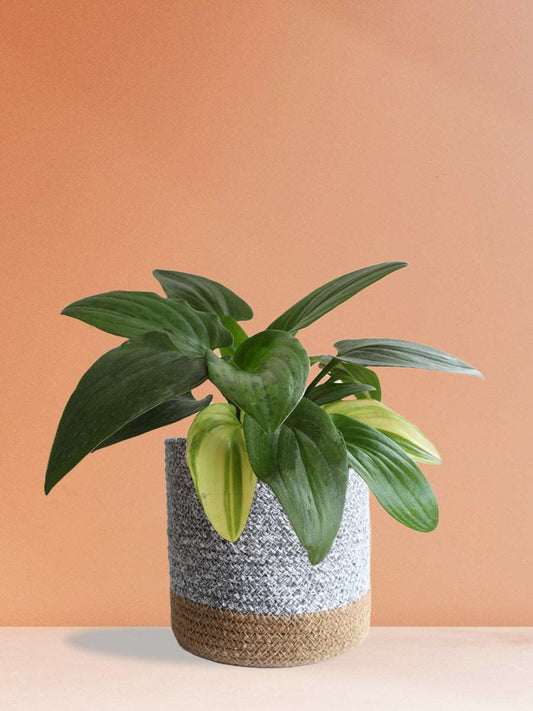 Shop rare indoor plant African hosta in premium grey cotton planter online