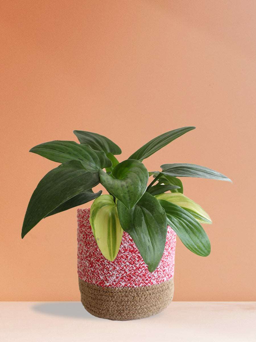 Buy beautiful indoor plant African hosta in eco-friendly pink cotton planter online 