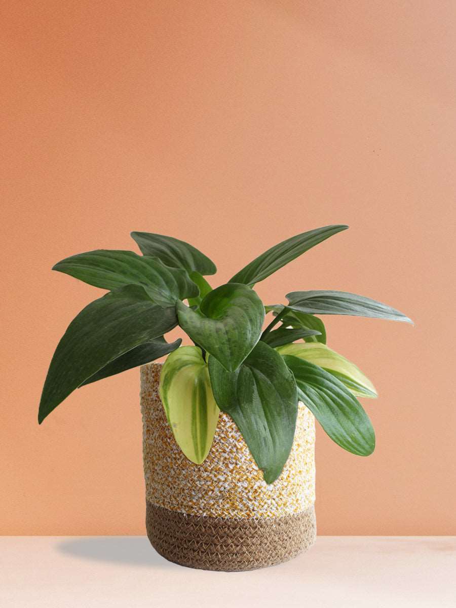 Shop lush green plant African hosta in yellow cotton planter in India 