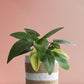 Buy eye-catching indoor plant African hosta in eco friendly brown jute pot in India 