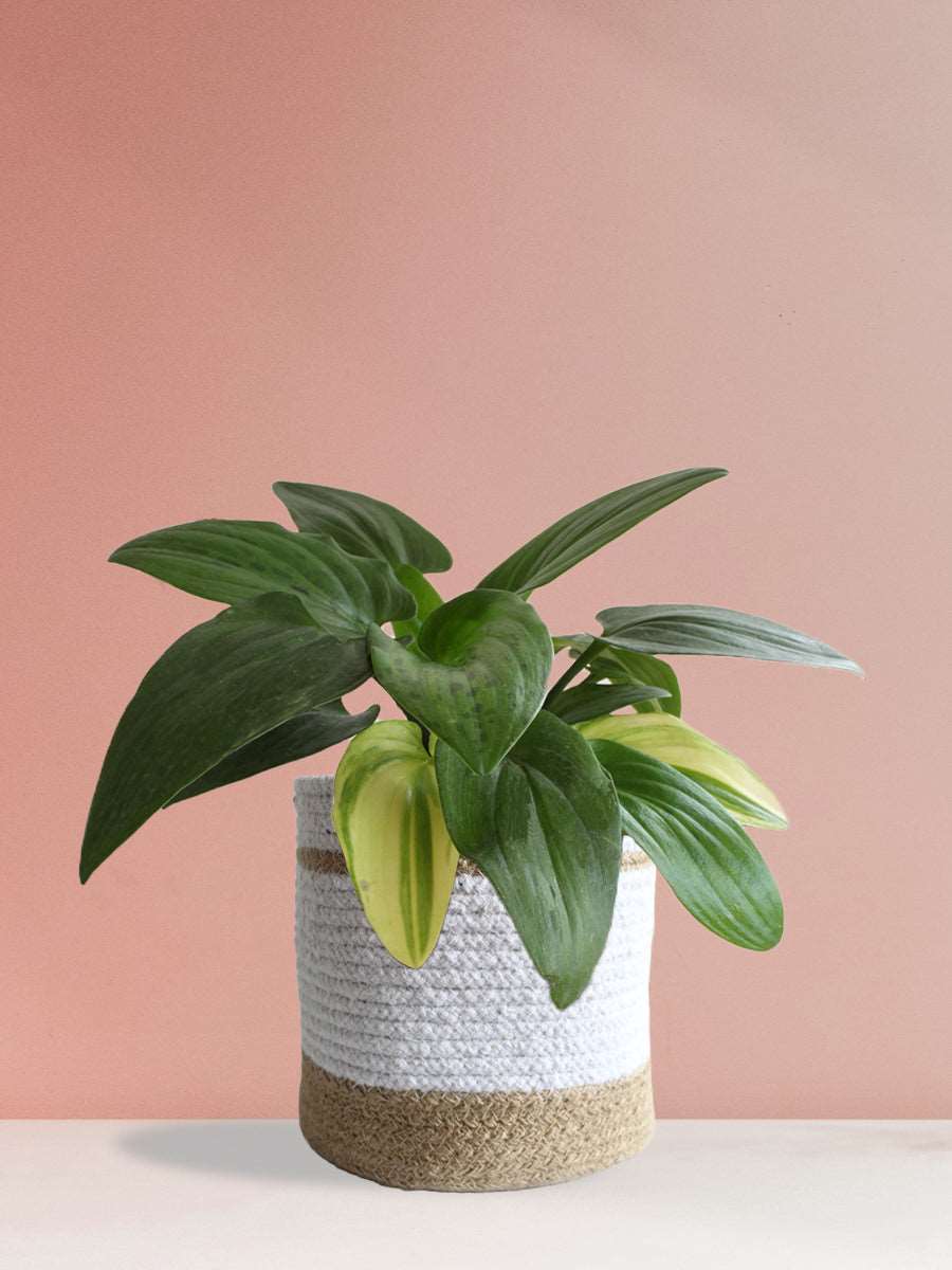 Gift aesthetic indoor plant African hosta in premium white jute planter online 
