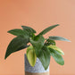 Order medium indoor plant African Hosta in premium grey cotton  pot online