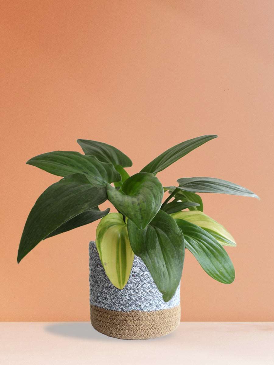 Order medium indoor plant African Hosta in premium grey cotton  pot online