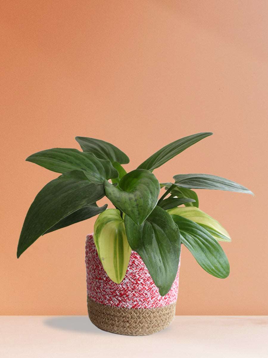 Shop Medium indoor plant green African hosta variagated in premium pink cotton planter online