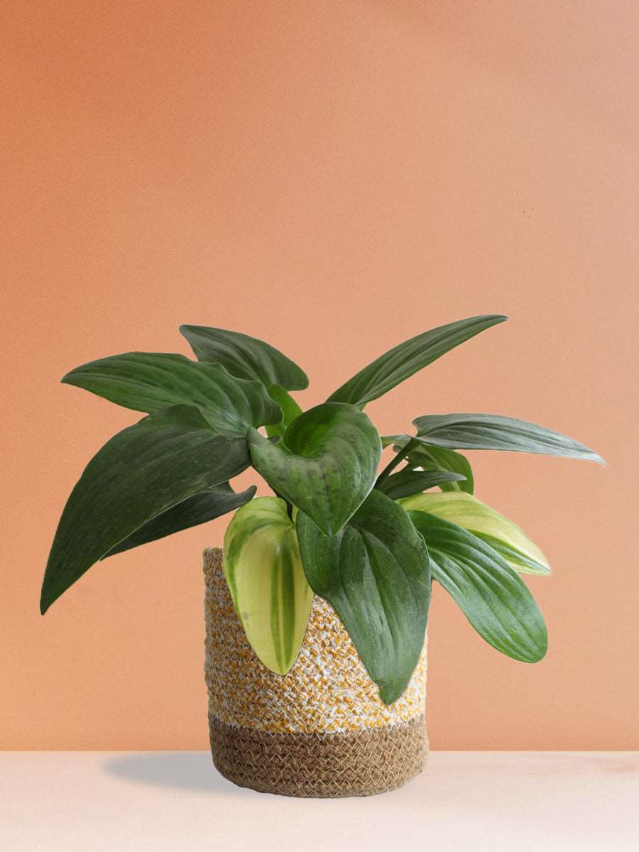 Shop rare medium houseplant African Hosta in high quality  yellow cotton  planter in India