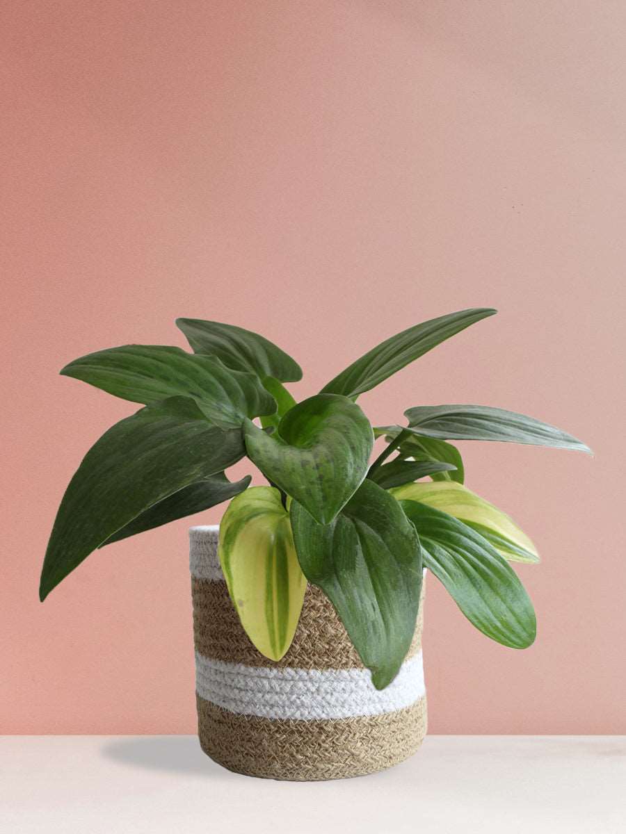 Buy gorgeous  indoor plant African hosta variagated in high quality brown jute pot online