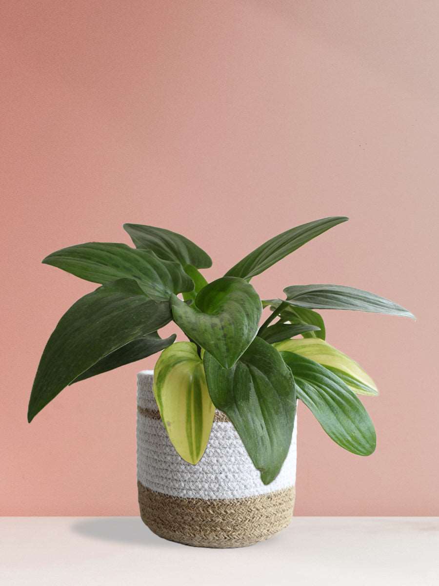 Gift rare potted indoor african hosta plant in premium white  jute planter in India