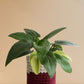 Buy gorgeous medium  plant Adrican Hosta variagated  in high quality res knitted cotton pot online