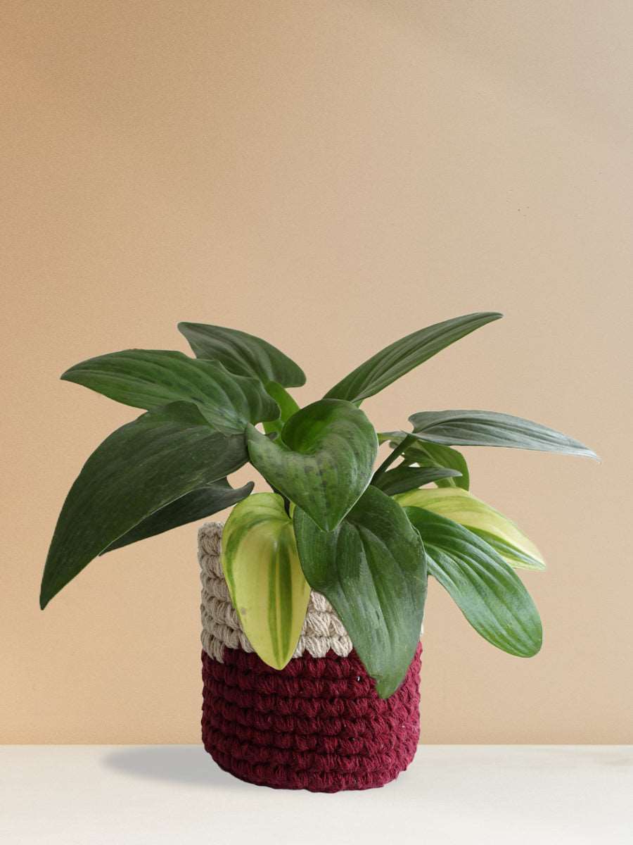 Buy gorgeous medium  plant Adrican Hosta variagated  in high quality res knitted cotton pot online