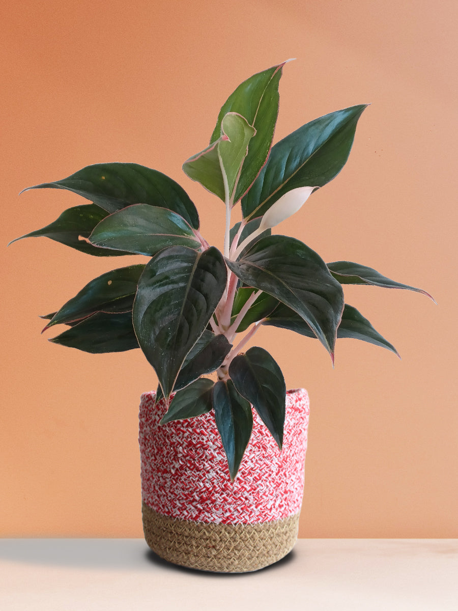 aglaonema ghost lipstick Aglaonema Black Lipstick (Medium)