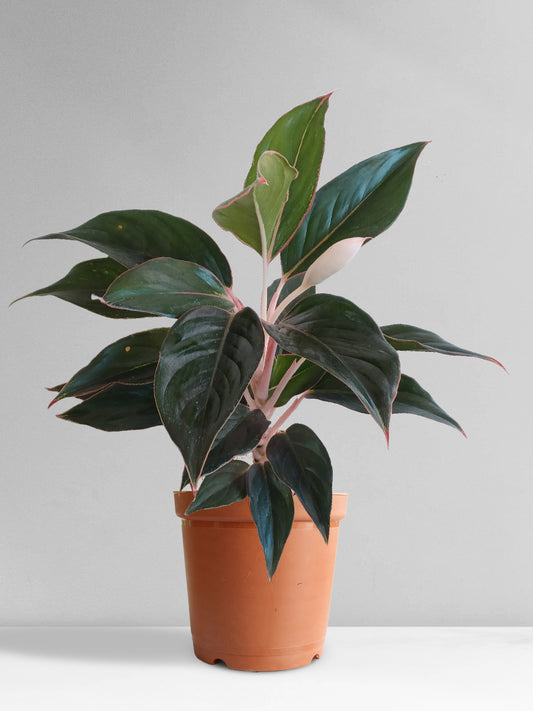Aglaonema Black Lipstick (Medium)