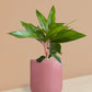 Aglaonema Black Lipstick Plant in Ceramic Pot (Medium)