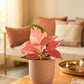 Aglaonema Cherry Plant (Small) in Eco Pot