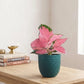 Aglaonema Cherry Plant (Small) in Eco Pot