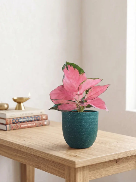 Aglaonema Cherry Plant (Small) in Eco Pot