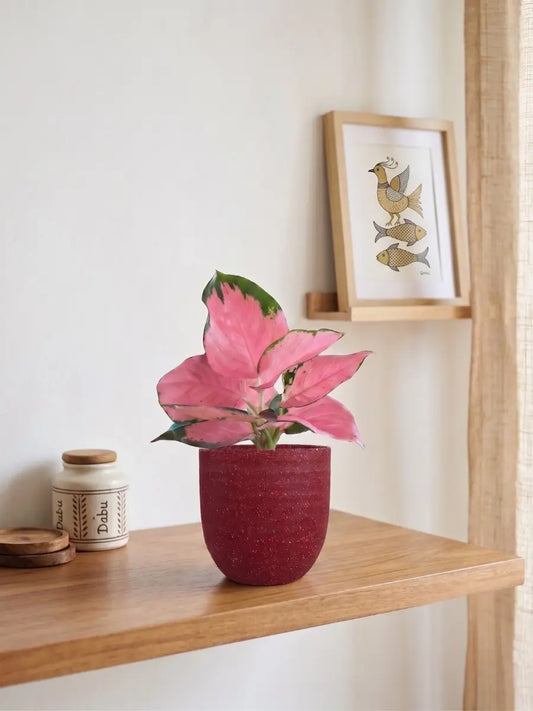 Aglaonema Cherry Plant (Small) in Eco Pot
