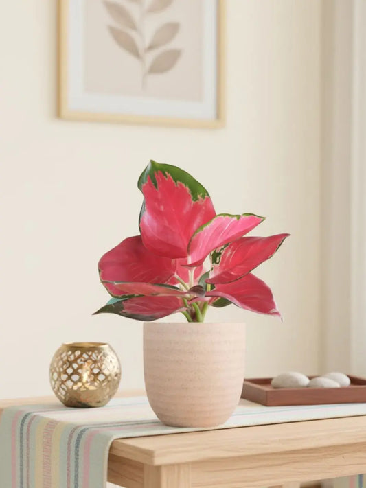 Aglaonema Cherry Red Plant (Small) in Eco Pot